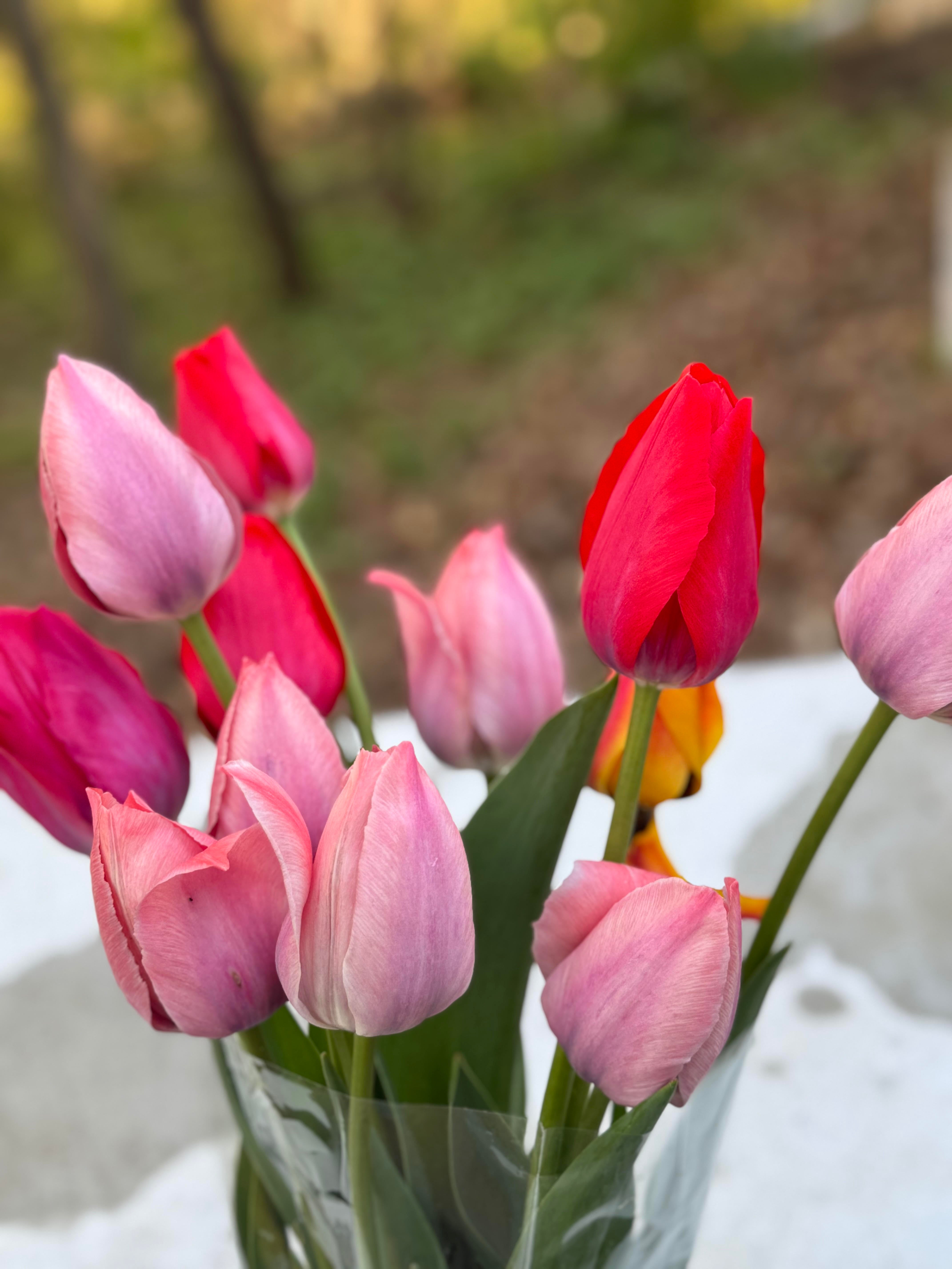 LOCAL PICKUP 5/10/25 -- Deluxe Tulip Bouquet (In Bloom!) w/ vase