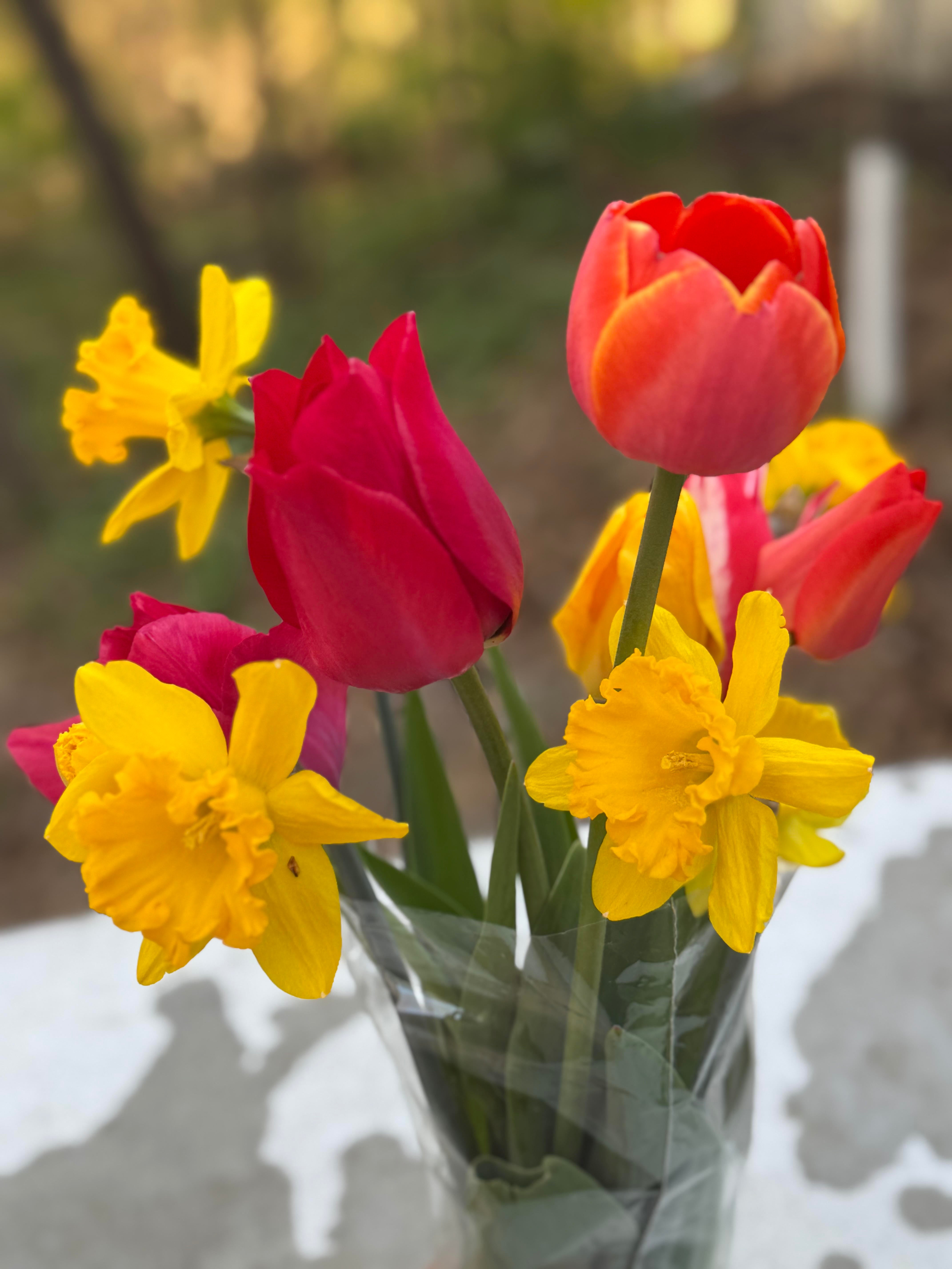 Mother’s Day Tulip and Daffodil Bundle – One Dozen Stems