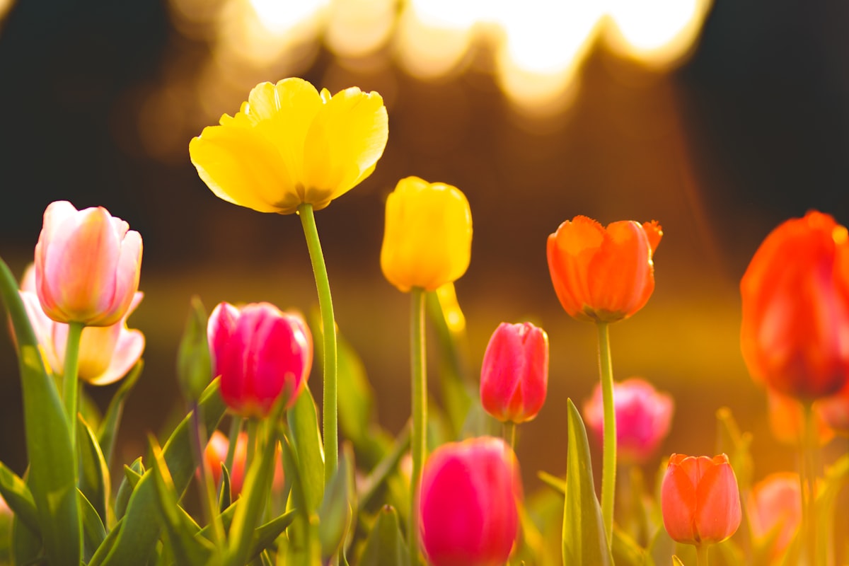 Bright colorful tulips for Easter celebrations and spring gatherings