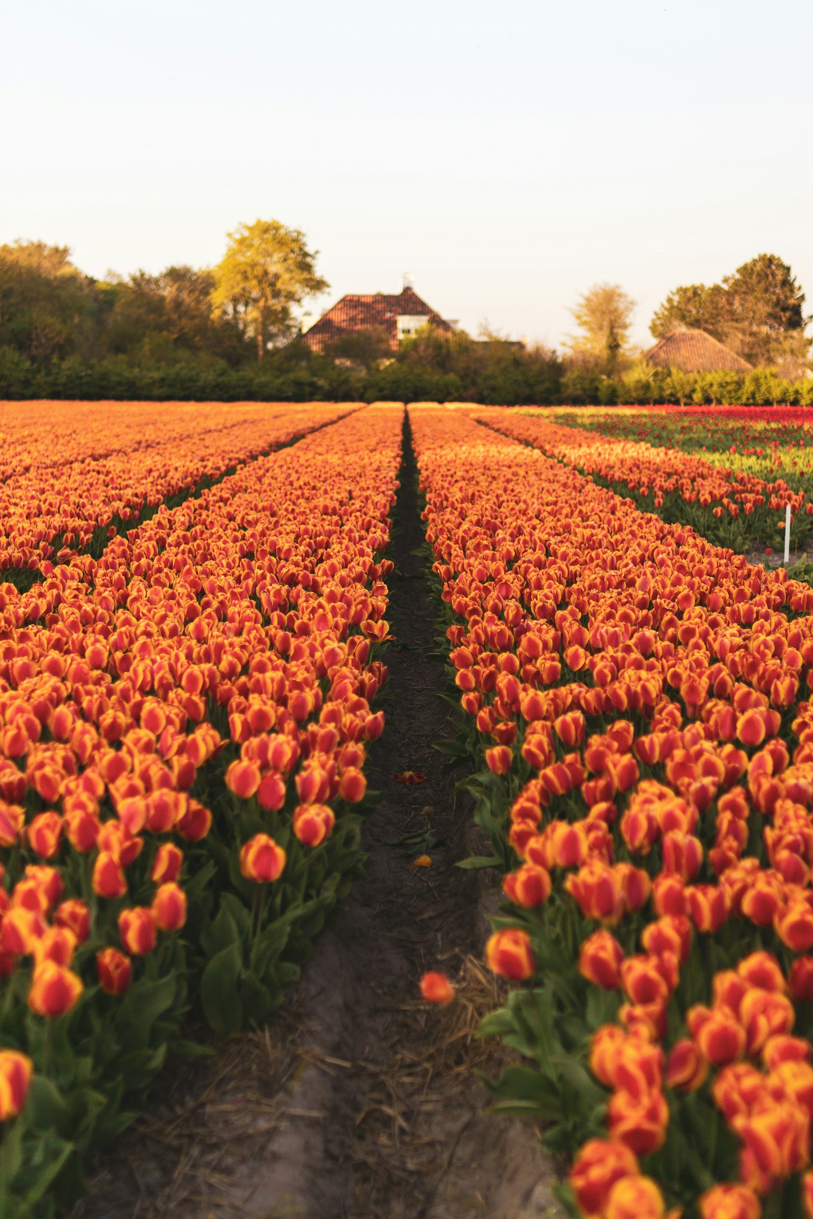 Rows of vibrant red and yellow tulips in full bloom under an open sky