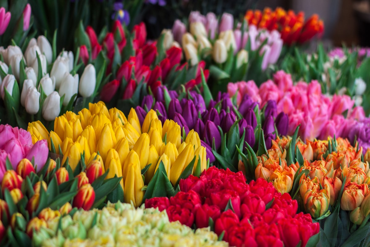 Tulips in a variety of colors — a guide to choosing the perfect tulip palette