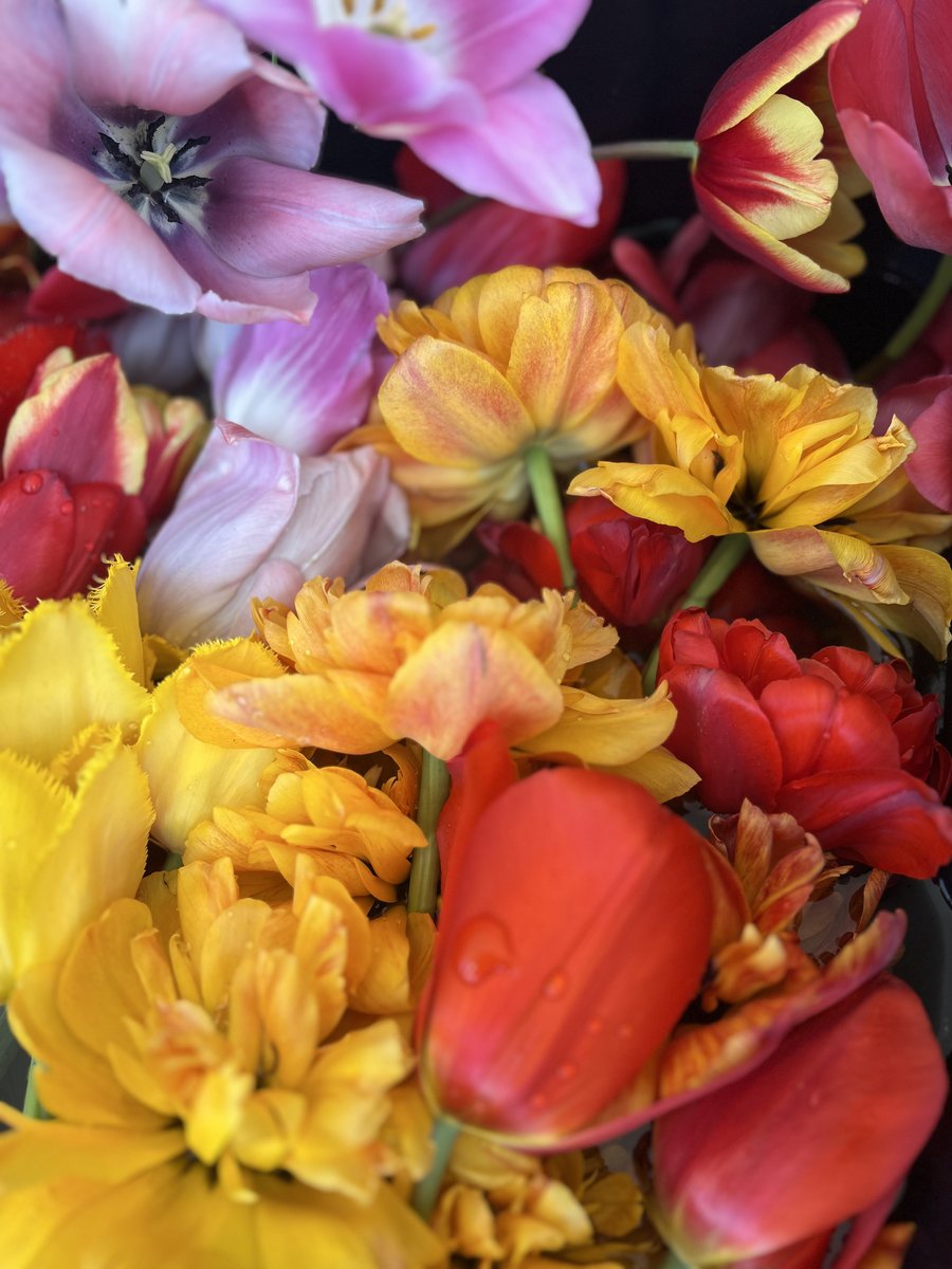 Statement Rainbow Bunch — 100 stems of multicolored tulips, a showstopping display