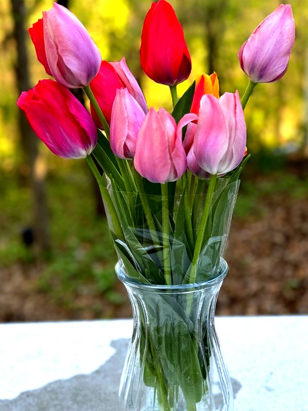 Luxury Rainbow Bunch — 50 stems of multicolored tulips