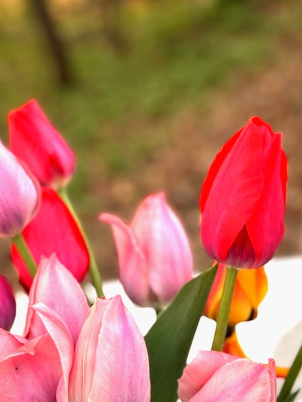 Petite Rainbow Bunch — 15 stems of multicolored tulips
