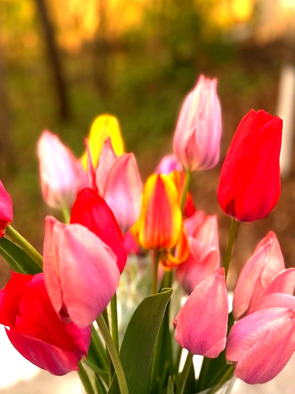 Signature Rainbow Bunch — 30 stems of multicolored tulips
