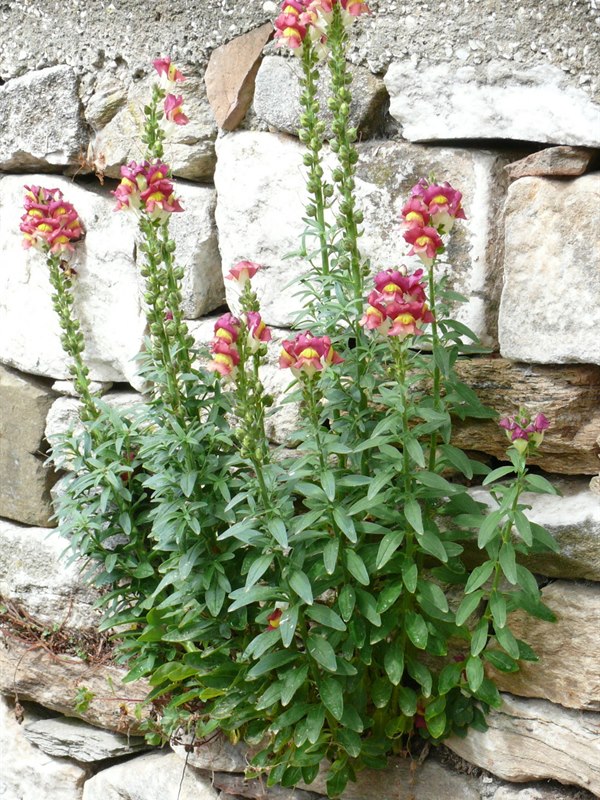 Snapdragon bunch — tall flowering spikes