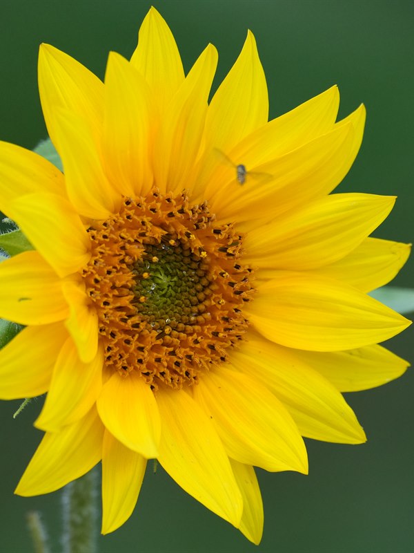 Sunflower bunch — bright golden blooms