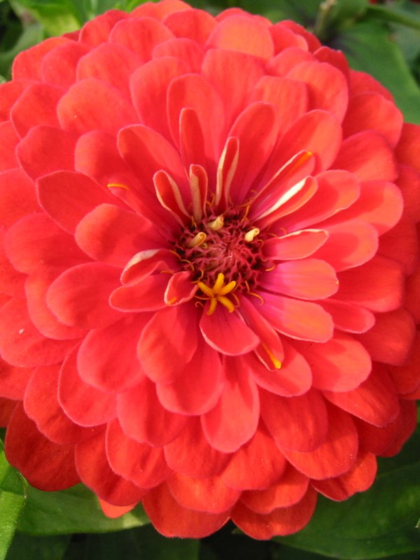 Zinnia bunch — bright, densely petaled summer blooms