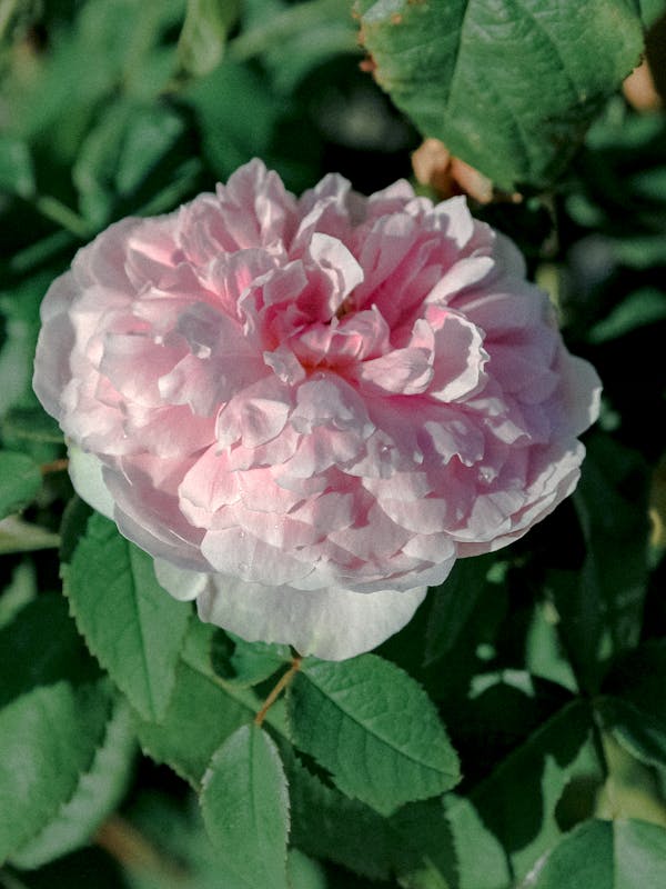 Sarah Bernhardt peony — soft pink fully double bloom