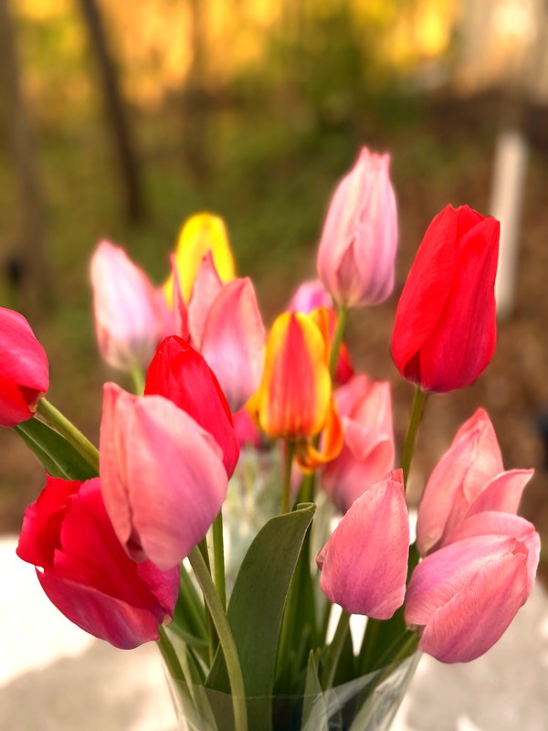 Mixed color tulips — pink, red, yellow, and orange varieties