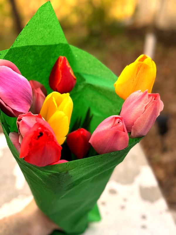 Mixed tulip bouquet in green tissue paper ready for delivery