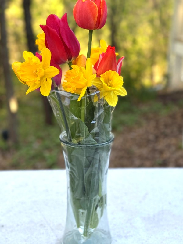 Colorful tulips growing in a spring garden