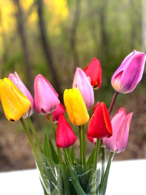 Single color yellow tulips — premium Grade A stems