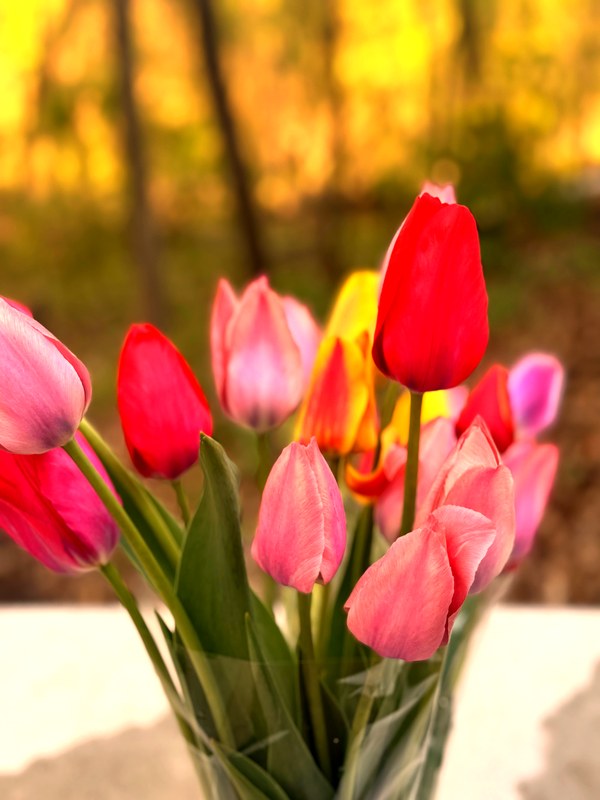 Close-up of vibrant coral and orange tulips freshly cut from the field