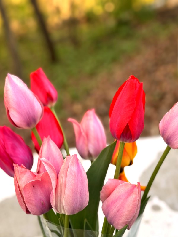 Single color pink tulips — premium Grade A stems